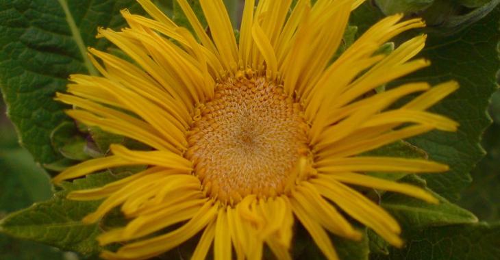 Inula magnifica